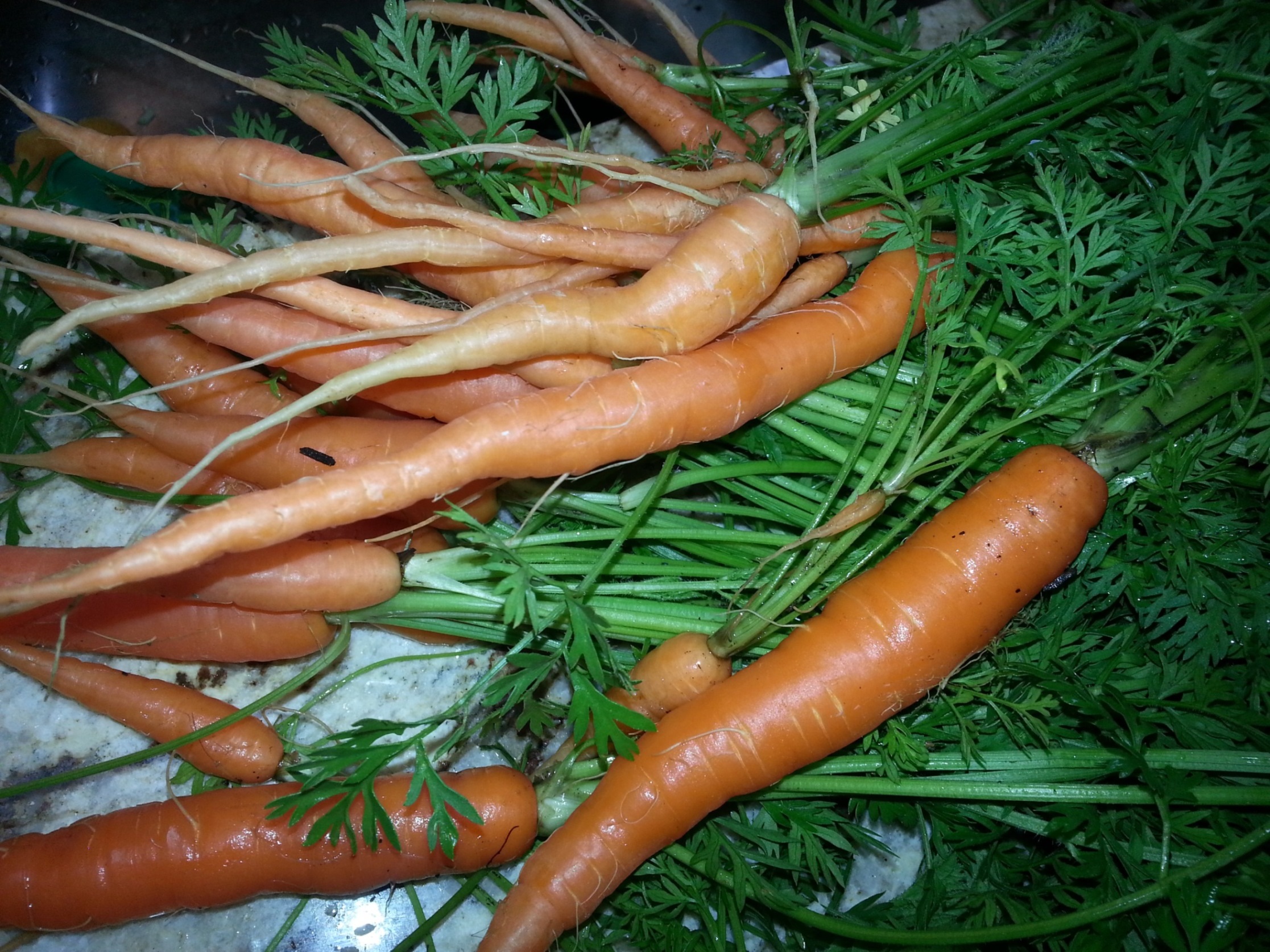 Give carrots room to grow and reap the rewards